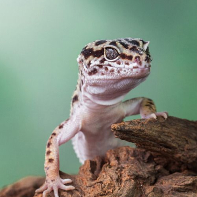 Reptile